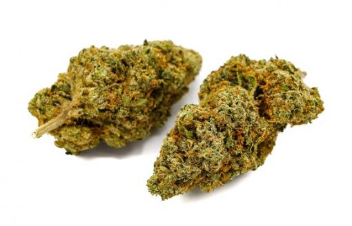 King Tut_BCWEED EXPRESS