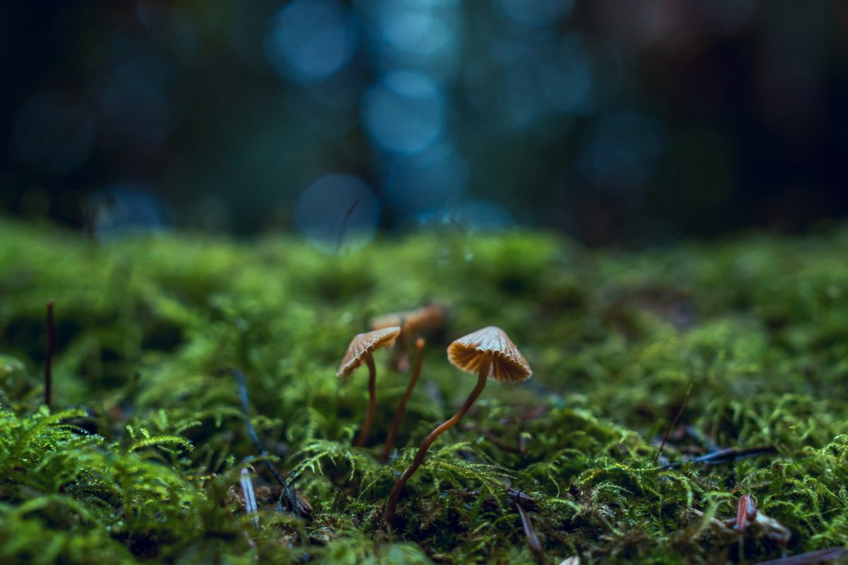 close up photo of magic mushrooms- microdosing psychedelics