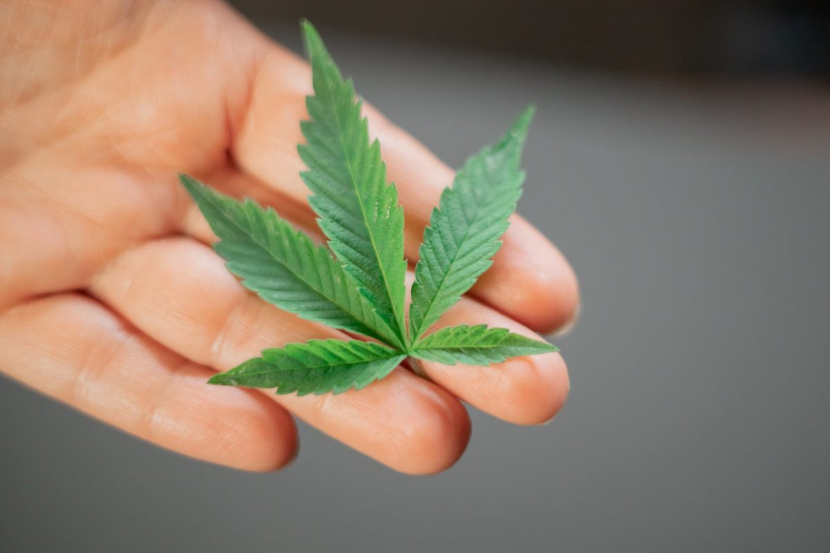 close up photo of weed on person s hand