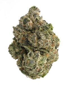 Pink Death (Bulk)