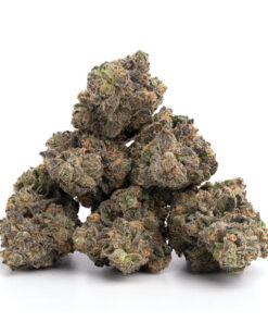 Gary Payton (Small Nugs)